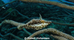 Slender File Fish at Capt Don's House Reef, Bonaire by Robert Michaelson 